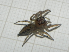 Amycini