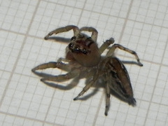 Amycini