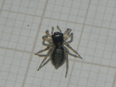 Maeota dichrura