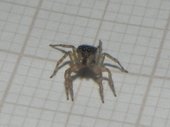 Maeota dichrura