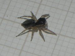 Maeota dichrura