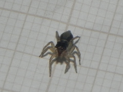 Maeota dichrura