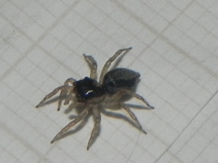 Maeota dichrura