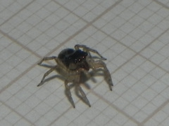Maeota dichrura