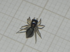 Maeota dichrura