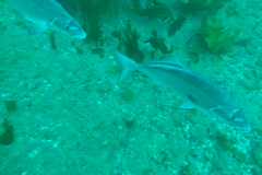 Latridopsis ciliaris