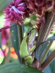 Hyla japonica