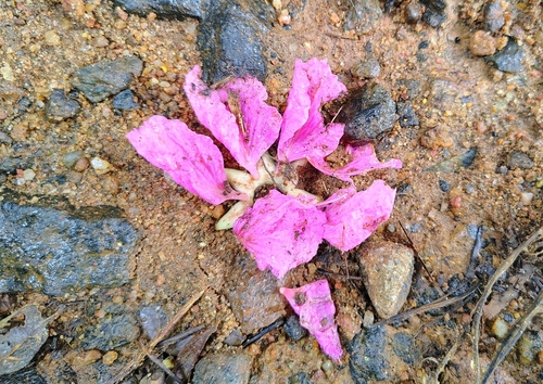 Lagerstroemia speciosa