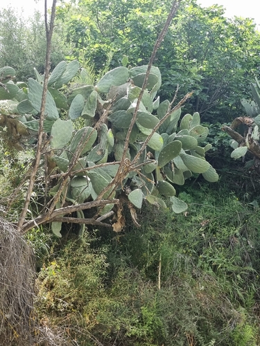 Avistamiento Chumbera (Opuntia ficus-indica)