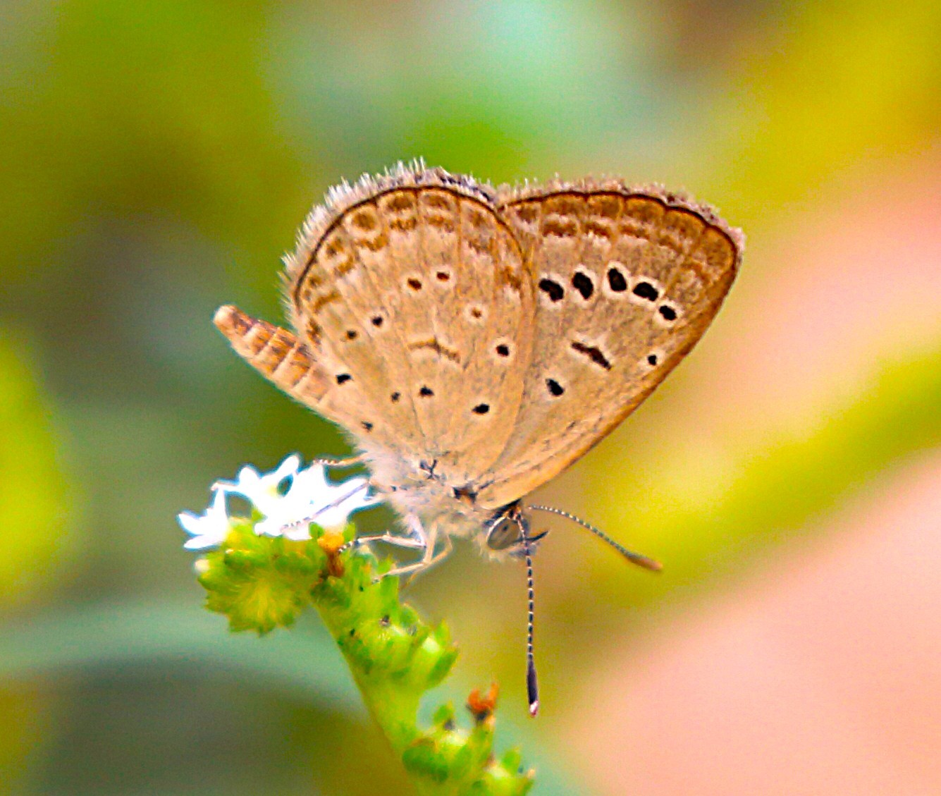 Dark Grass Blue