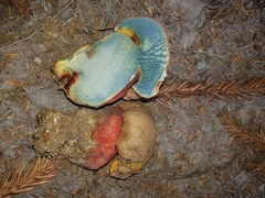 Rubroboletus pulcherrimus