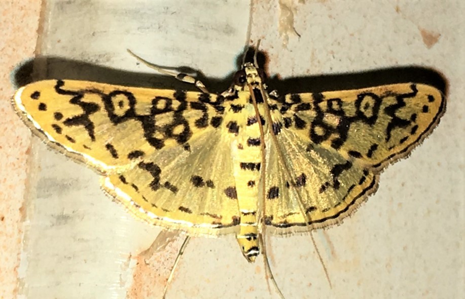 Asturodes bioalfae