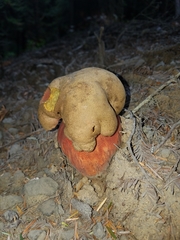 Rubroboletus pulcherrimus