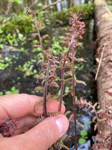Athyrium angustum (Athyrium angustum)