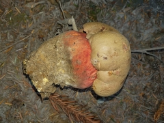 Rubroboletus pulcherrimus