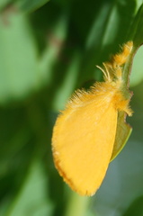Dalceridae