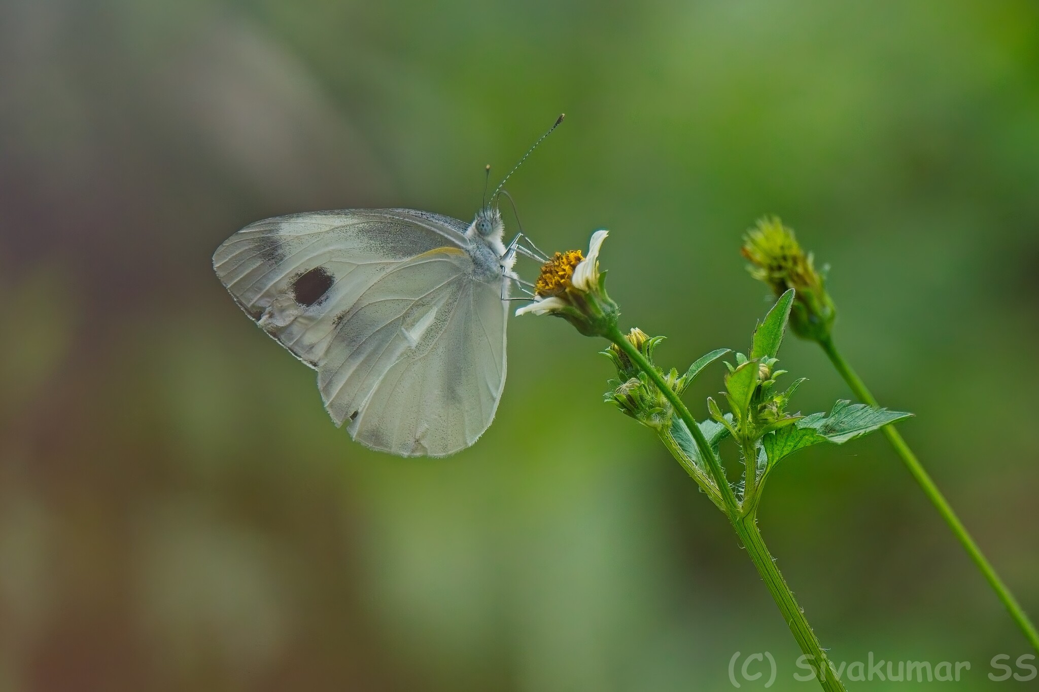 Asian Cabbage White