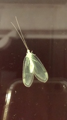 Leucochrysa insularis