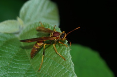 Polistes instabilis