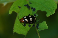 Disonycha trifasciata