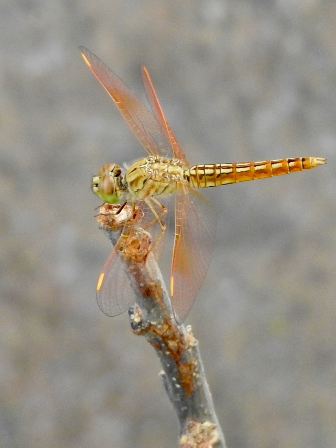 Ditch Jewel