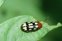 Disonycha scriptipennis