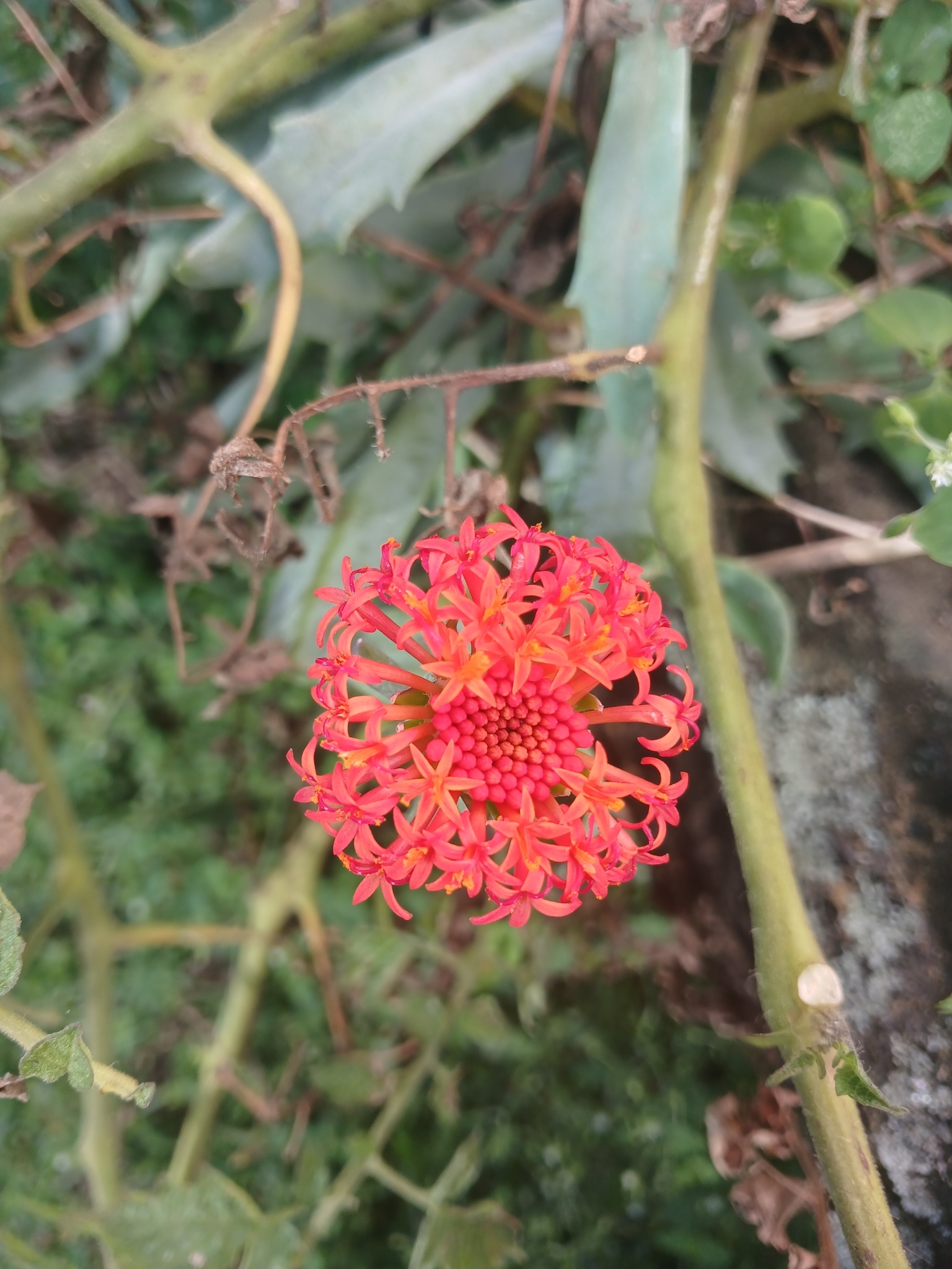 Senecio fulgens 3