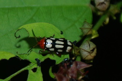 Disonycha scriptipennis