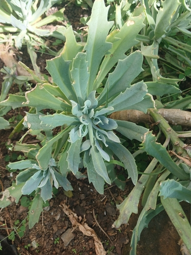 Kleinia fulgens