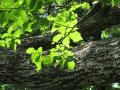 Quercus crispula