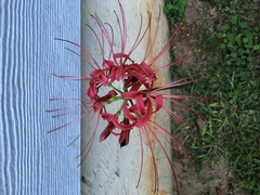 Image of Lycoris radiata