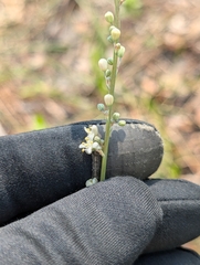 Nolina atopocarpa