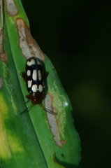 Disonycha scriptipennis