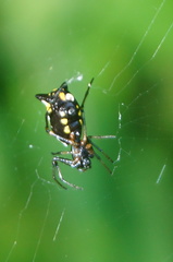 Micrathena funebris