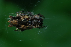 Wagneriana