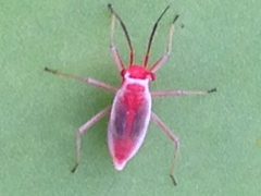 Hesperolabops gelastops