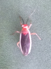 Hesperolabops gelastops