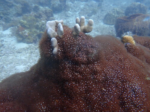 Sea Fan