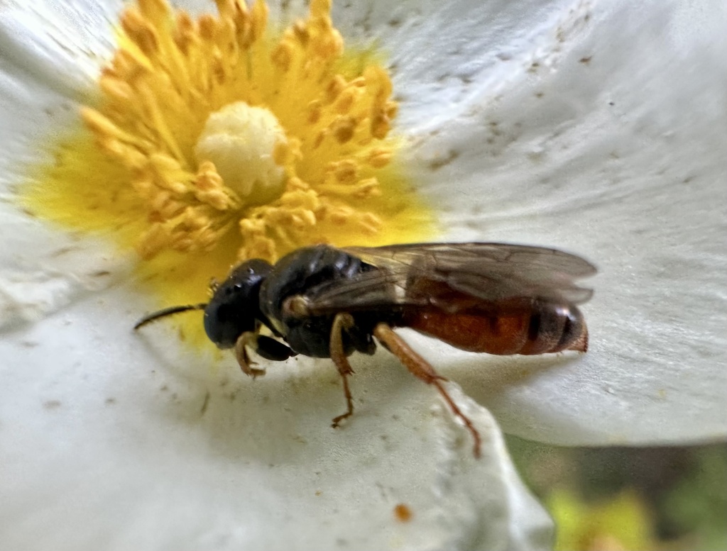 Lindenius luteiventris