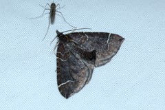 Eulithis flavibrunneata