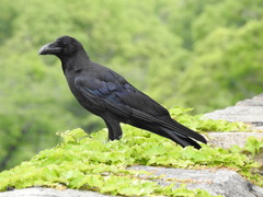 Corvus macrorhynchos