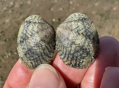 grooved carpet shell