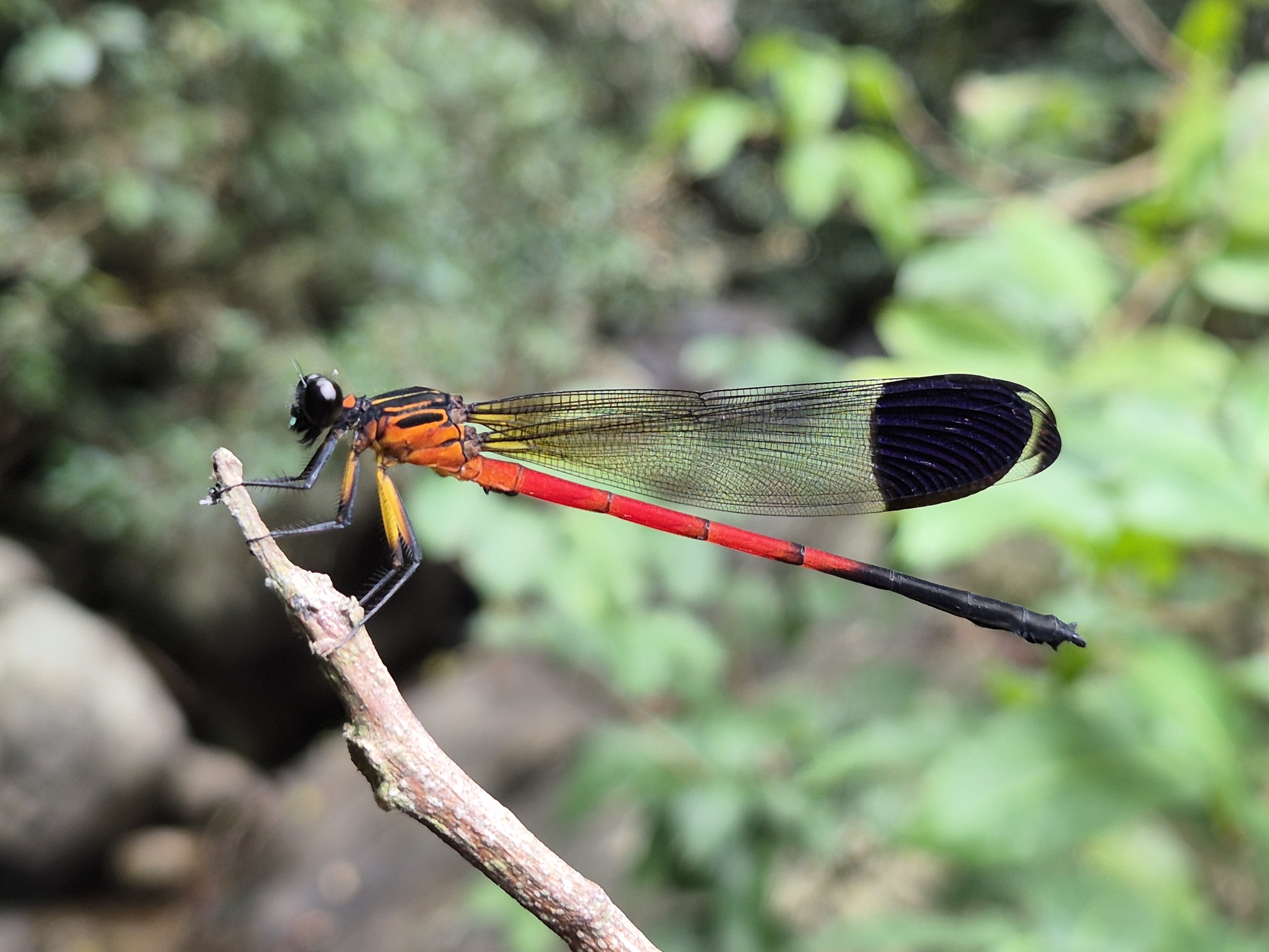 Nilgiri Satinwing