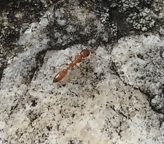 Pseudomyrmex apache