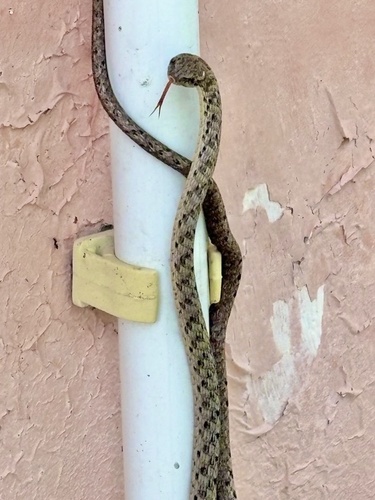 Brown Whip Snake