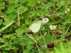Pieris rapae