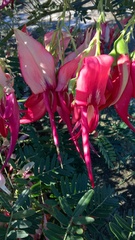 Clianthus