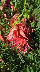 Clianthus
