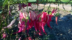 Clianthus