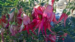 Clianthus